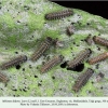 melitaea didyma larva2 talgi1